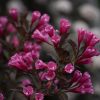 Weigela florida 'Alexandra' - Image 2