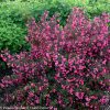 Weigela florida 'Alexandra' - Image 3