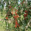 Ilex vomitoria 'Pendula' - Image 3