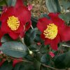 Camellia sasanqua 'Yuletide' - Image 2