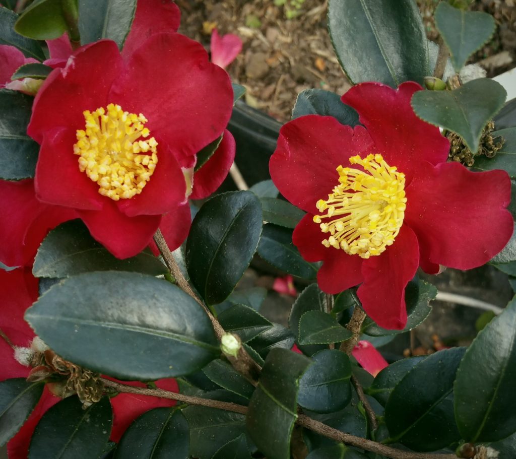 Camellia sasanqua ‘Yuletide’ | Kiefer Nursery: Trees, Shrubs, Perennials