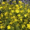 Coreopsis verticillata 'Zagreb' - Image 2