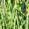 Schoenoplectus lacustris subsp. tabernaemontani 'Zebrinus' - Image 2