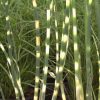 Schoenoplectus lacustris subsp. tabernaemontani 'Zebrinus'