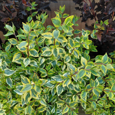 Abelia 'Kaleidoscope'