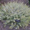 Abelia 'Margarita' - Image 2
