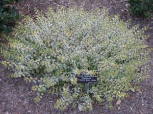 Abelia ‘Margarita’ | Kiefer Nursery: Trees, Shrubs, Perennials