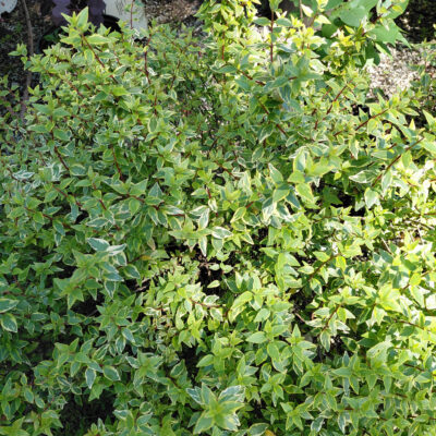 Abelia 'Sunshine Daydream'