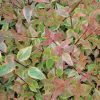 Abelia 'Sunshine Daydream'