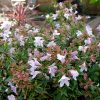 Abelia 'Sunshine Daydream' - Image 2