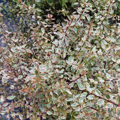 Abelia 'Sunshine Daydream'