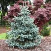 Picea abies 'Paul's Select'