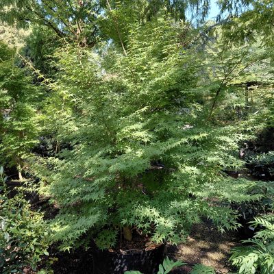 Acer palmatum 'Katsura'