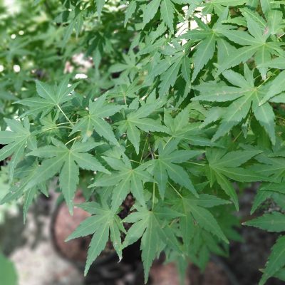 Acer palmatum 'Orange Dream'