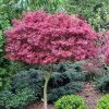 Acer palmatum 'Shaina'