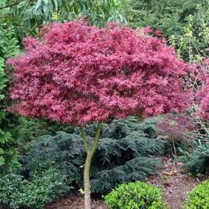 Acer palmatum ‘Shaina’ | Kiefer Nursery: Trees, Shrubs, Perennials