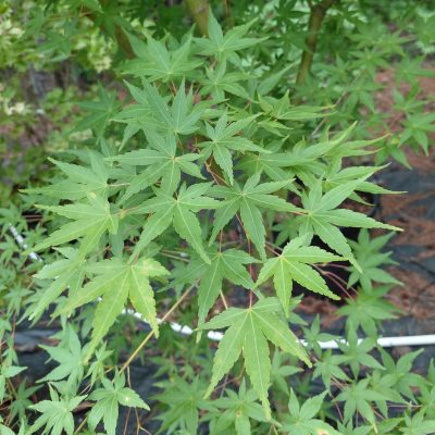Acer palmatum 'Wildfire'