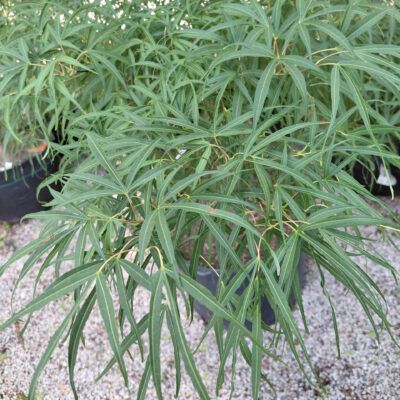 Acer palmatum 'Koto no Ito'