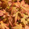 Acer palmatum 'Orange Dream'