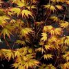 Acer palmatum 'Orange Dream' - Image 3