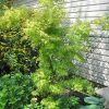 Acer palmatum 'Orange Dream' - Image 4
