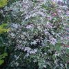 Acer palmatum 'Orido Nishiki' - Image 2