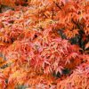 Acer palmatum 'Shishigashira' - Image 3