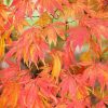 Acer palmatum 'Elegans'