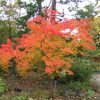 Acer palmatum 'Elegans' - Image 2
