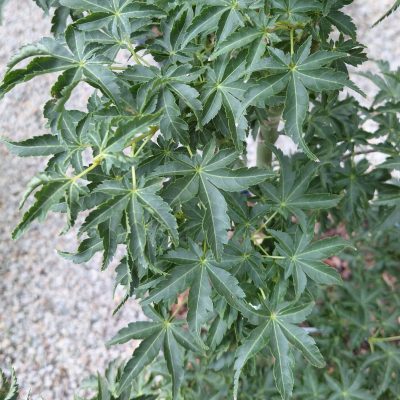 Acer palmatum 'Shishigashira'