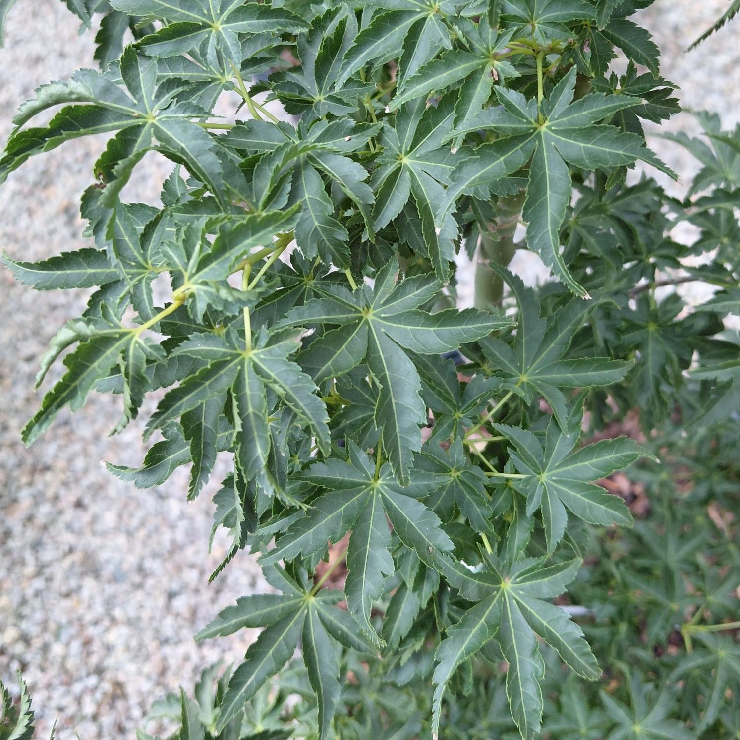 Acer palmatum 'Shishigashira'