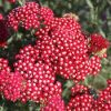 Achillea millefolium 'Laura'