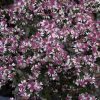 Aster (Symphyotrichum) lateriflorum 'Lady in Black'