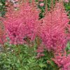Astilbe 'Rise and Shine' - Image 2