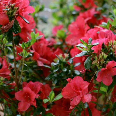 Azalea 'Robleza' Encore® Bonfire®