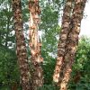 Betula nigra 'Cully'  (Heritage)