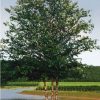 Betula nigra 'Cully'  (Heritage) - Image 2