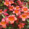 Bignonia capreolata 'Tangerine Beauty'
