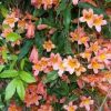 Bignonia capreolata 'Tangerine Beauty' - Image 2