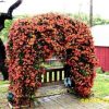 Bignonia capreolata 'Tangerine Beauty' - Image 3