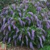 Buddleia 'Wisteria Lane' - Image 2