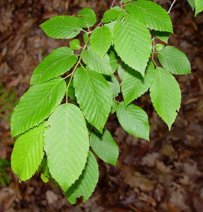 Carpinus caroliniana | Kiefer Nursery: Trees, Shrubs, Perennials