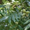 Carya illinoiensis - Image 2