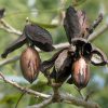 Carya illinoiensis - Image 3