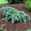 Cedrus deodara 'Prostrate Beauty' - Image 3