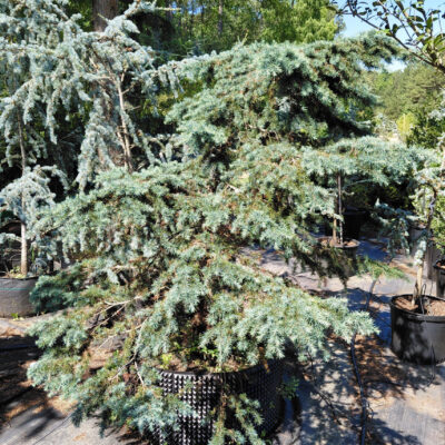 Cedrus deodara 'Prostrate Beauty'