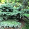 Cedrus deodara 'Prostrate Beauty' - Image 2