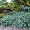 Cedrus deodara 'Prostrate Beauty'