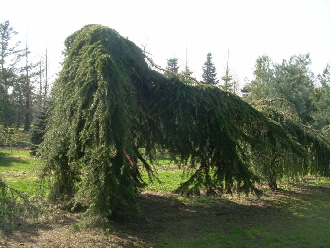 Cedrus deodara ‘Pendula’ | Kiefer Nursery: Trees, Shrubs, Perennials