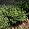 Cephalotaxus harringtonia 'Yewtopia'